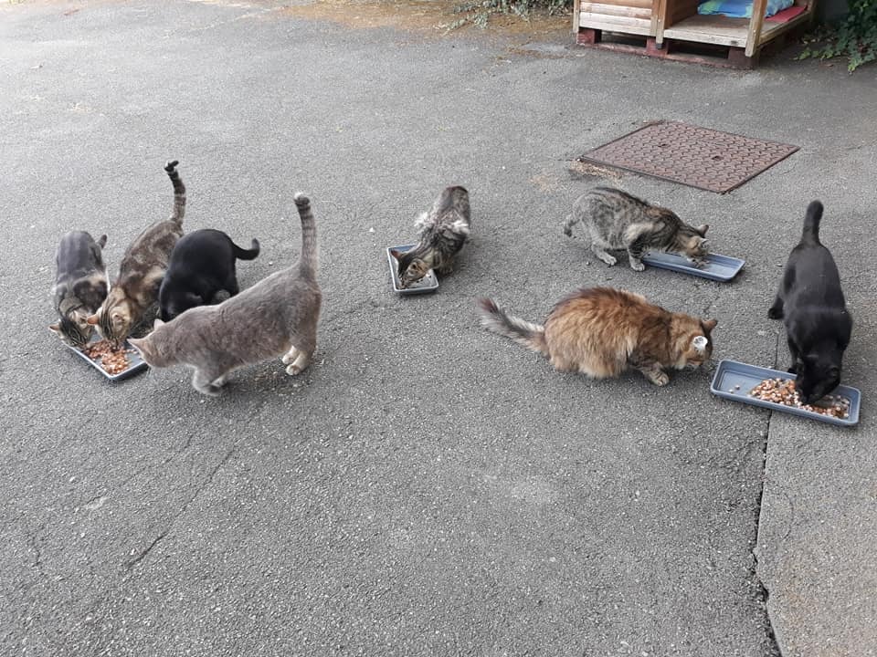 chat belfort